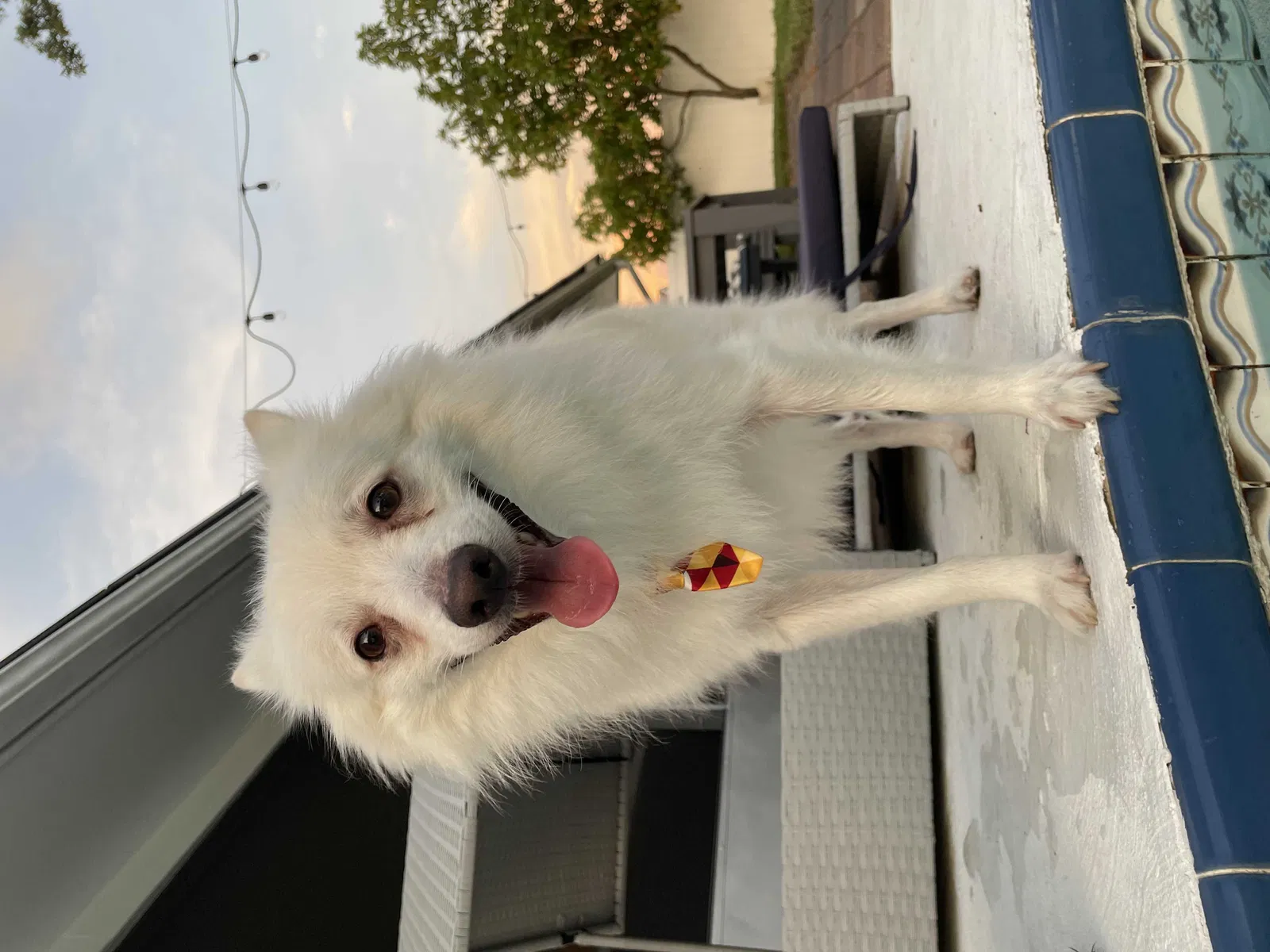 Lost dog in Largo, FL, 33774