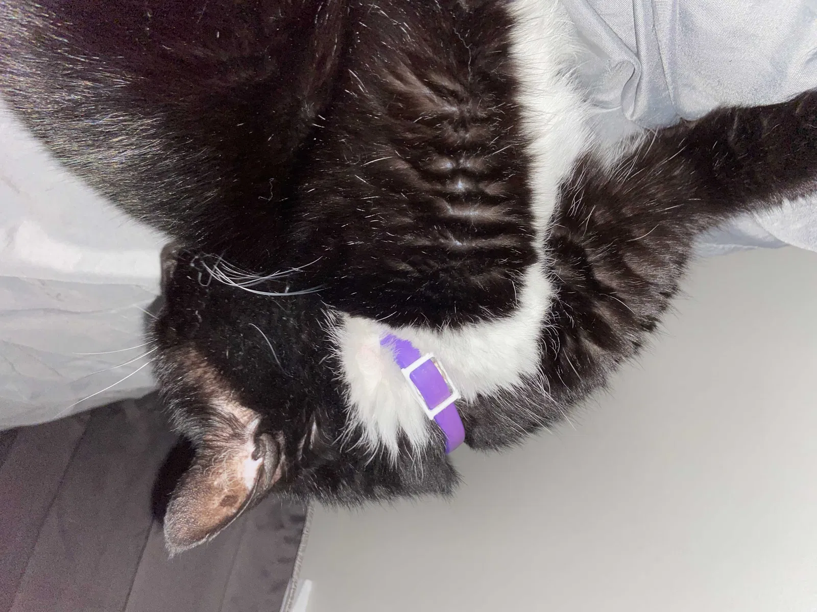 Lost cat in Rock Hill, SC, 29732
