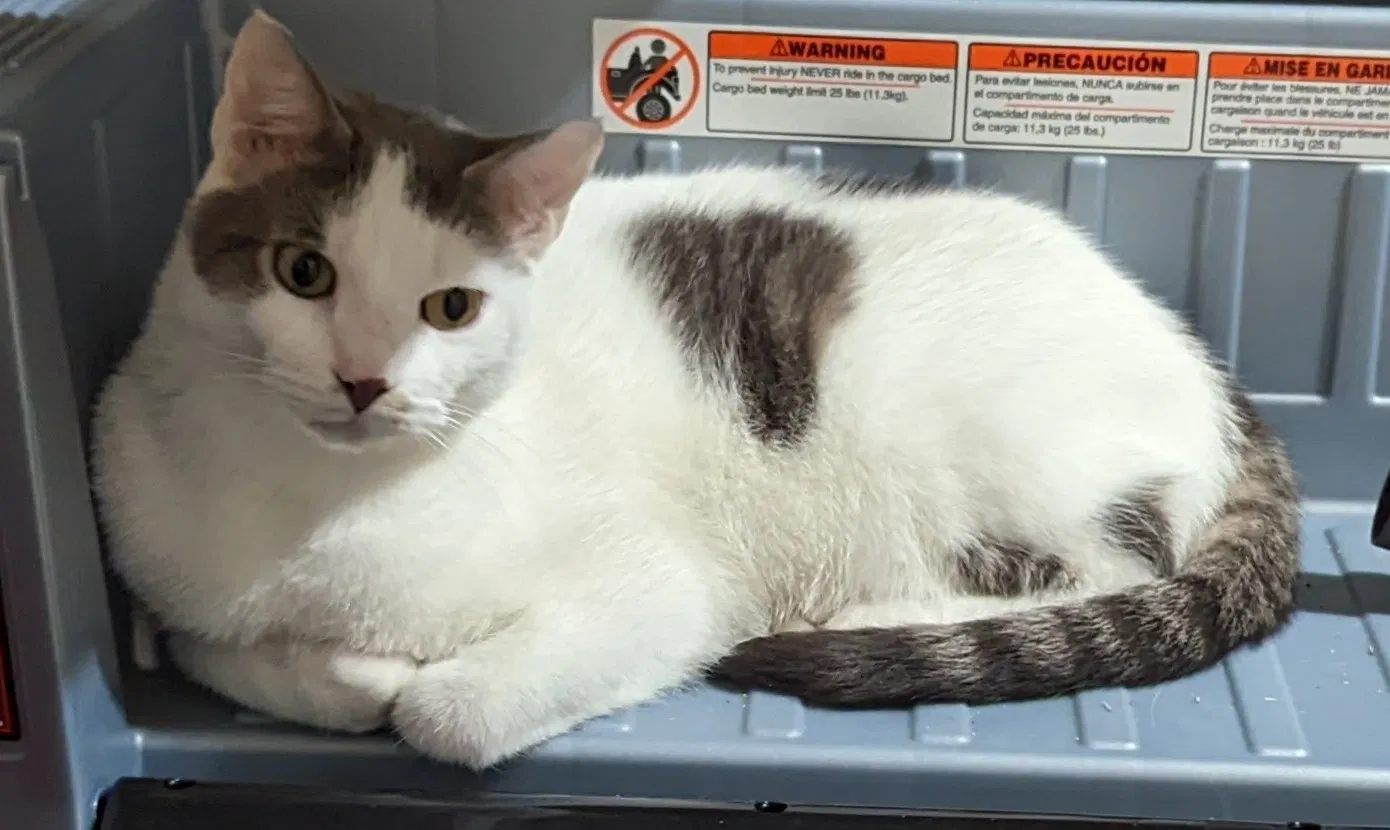 Lost cat in Dallas, TX, 75237