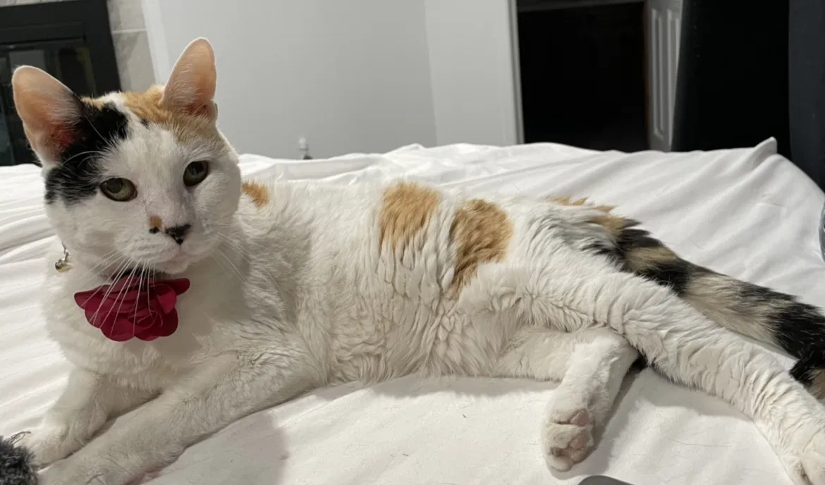 Lost cat in Pasadena, CA, 91107