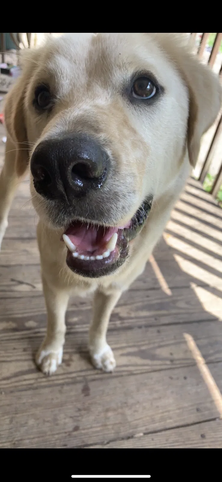 Lost dog in Birmingham, AL, 35207