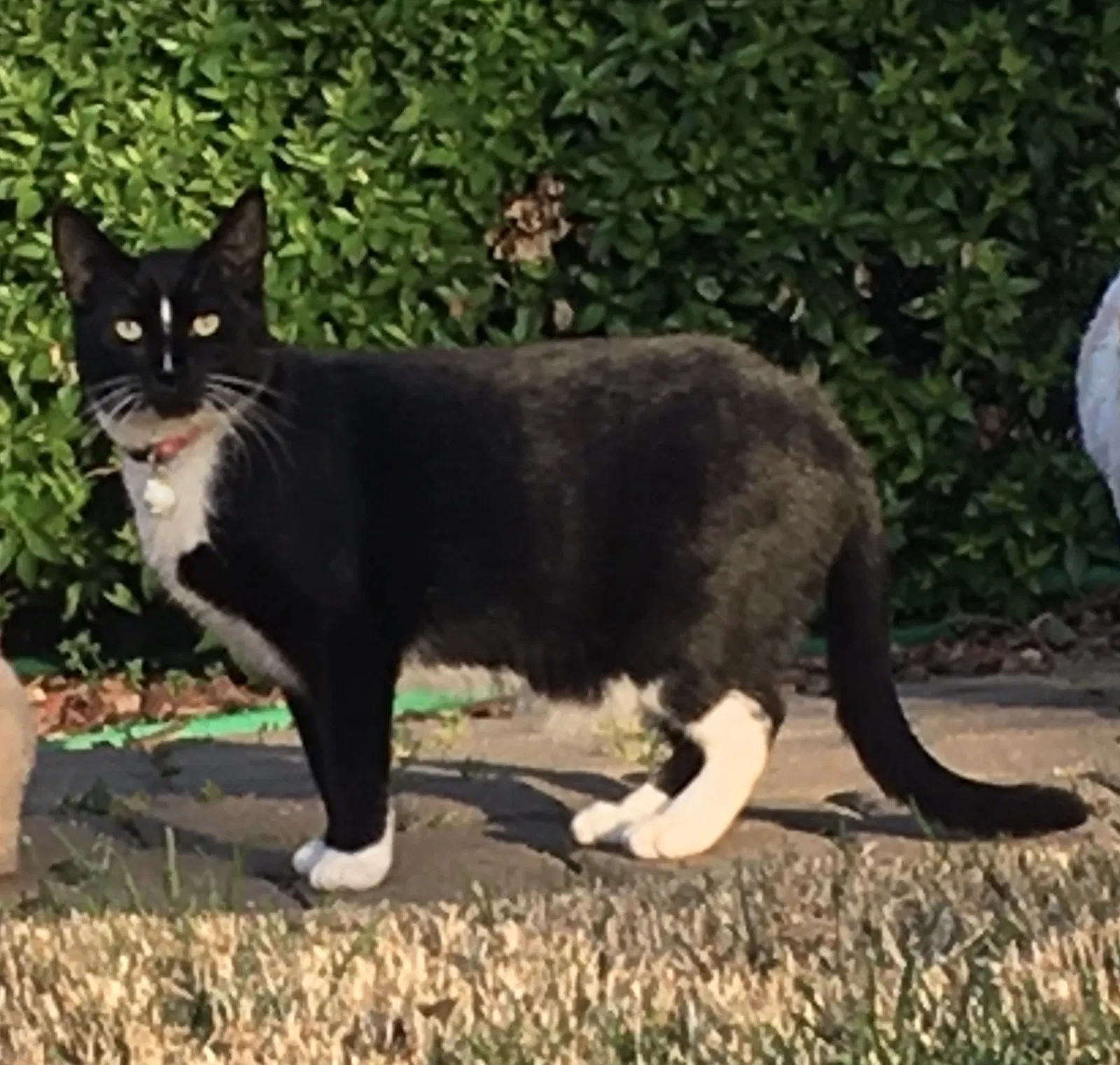 Lost cat in Fair Oaks, CA, 95628