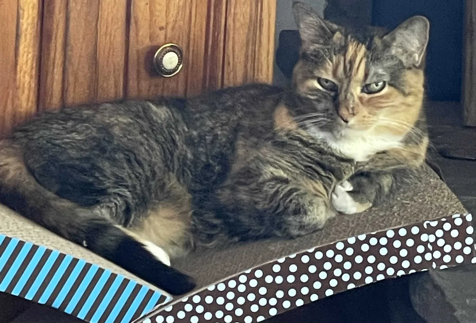 Lost cat in Wheat Ridge, CO, 80033