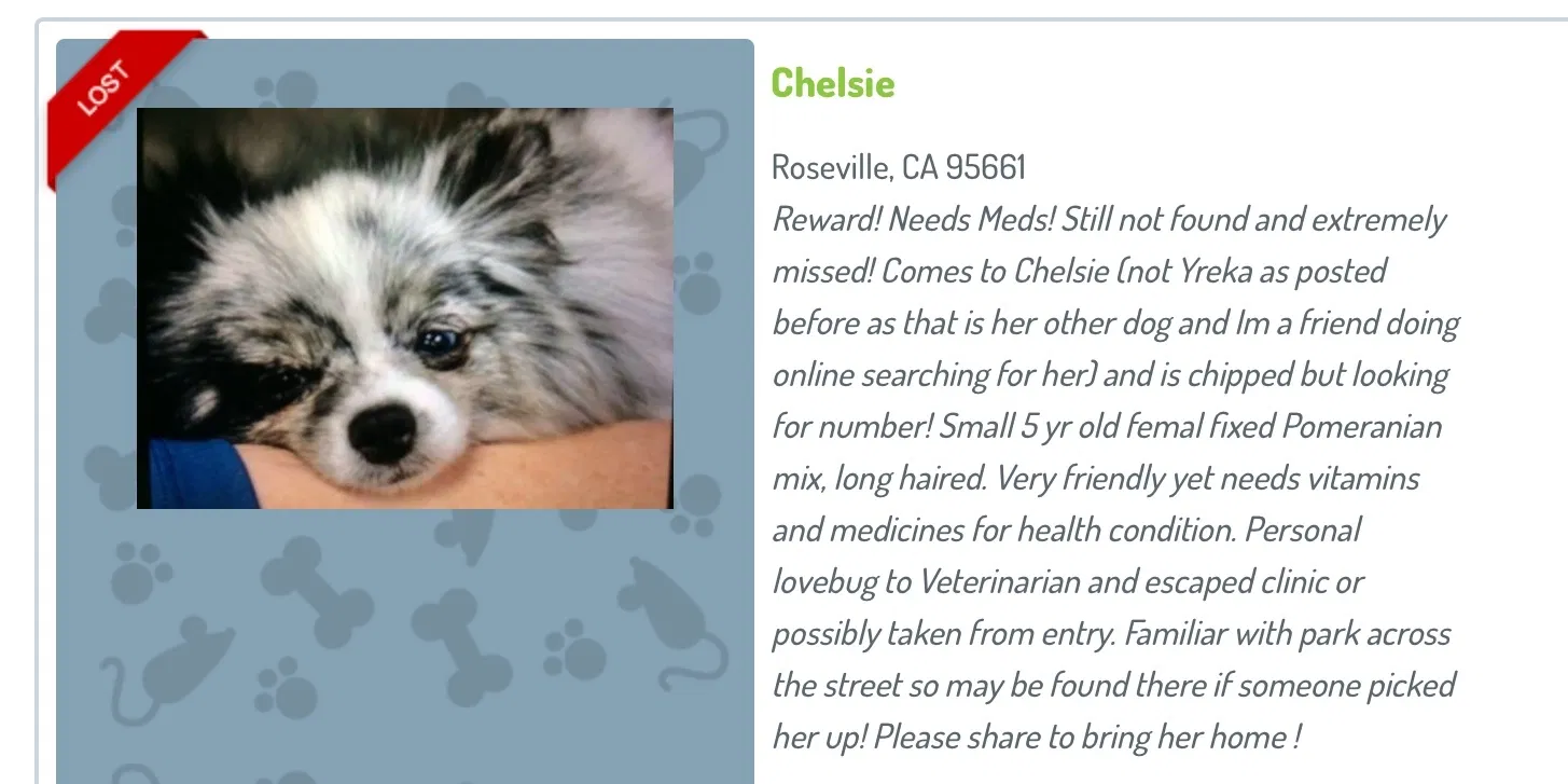 Lost dog in Roseville, CA, 95661