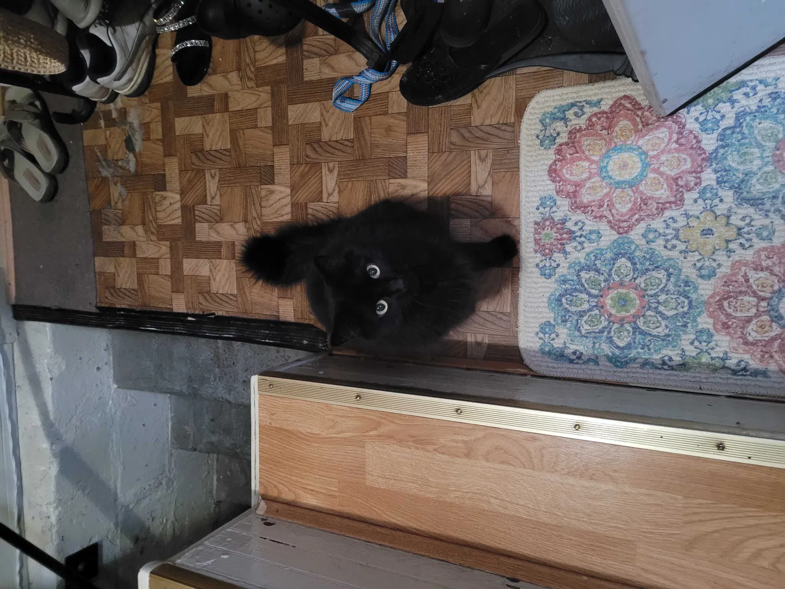 Lost cat in South Ozone Park, NY, 11420