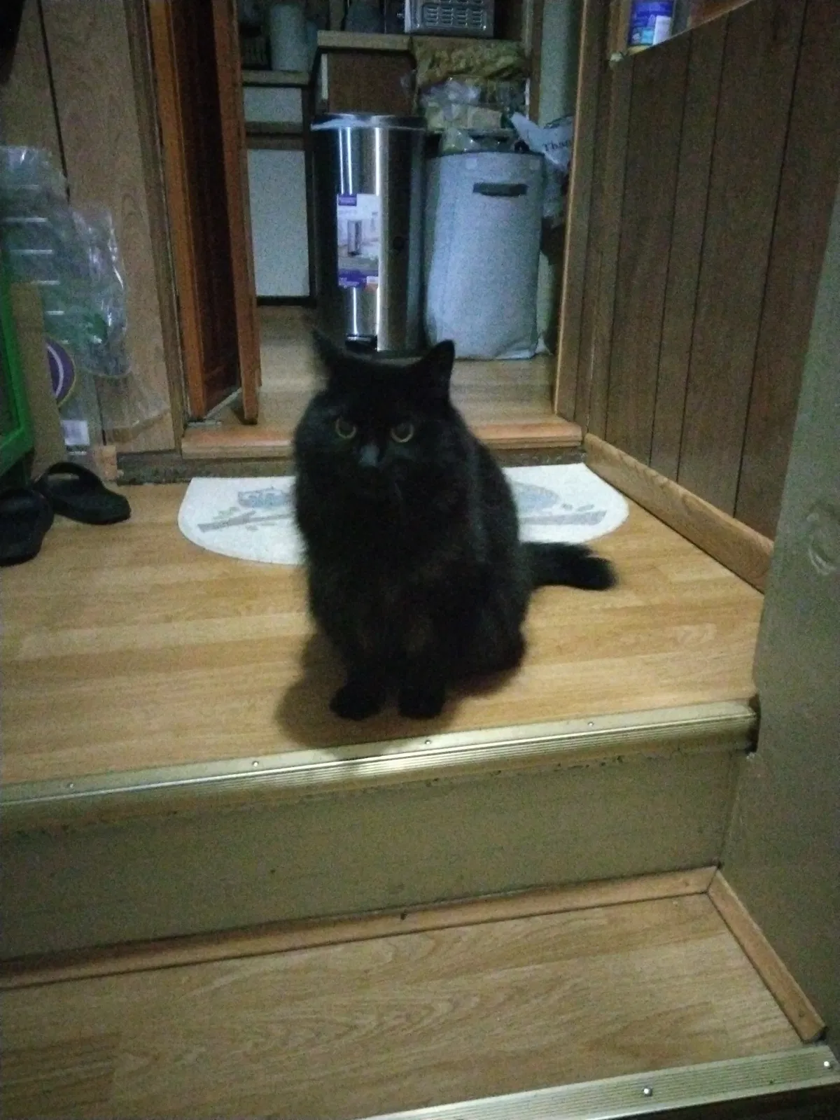 Lost cat in South Ozone Park, NY, 11420