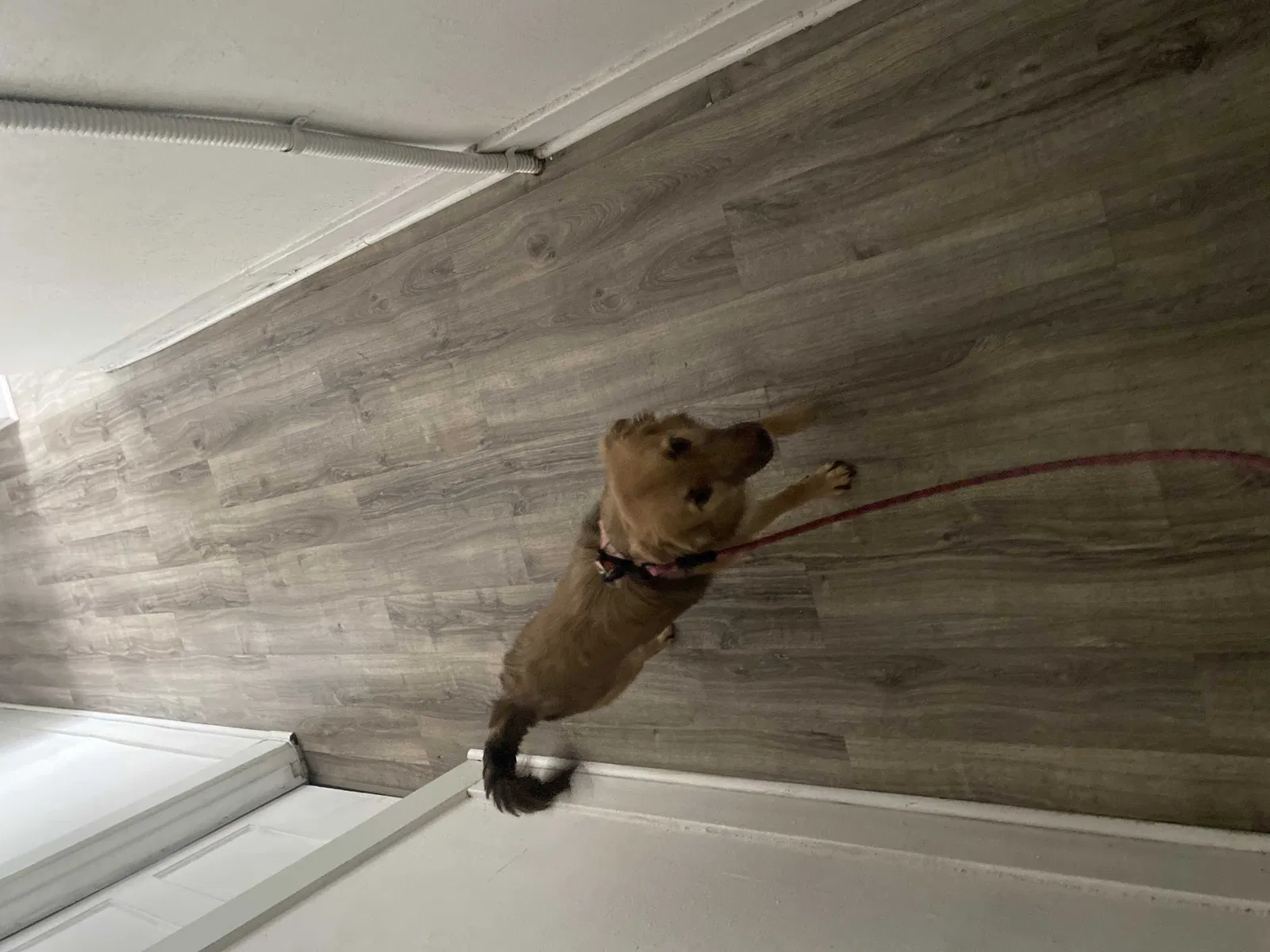 Lost dog in San Diego, CA, 92101