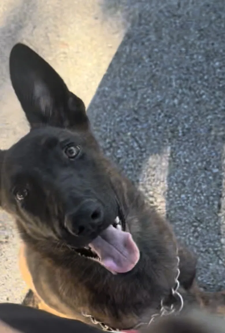 Lost dog in Orlando, FL, 32806
