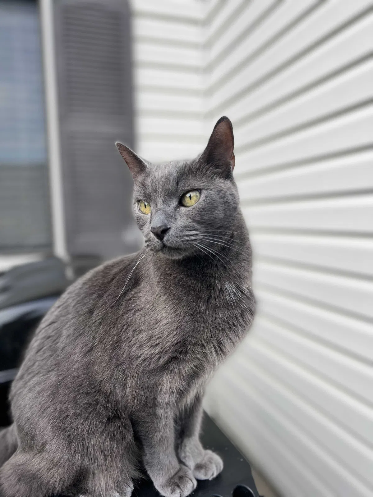 Lost cat in Schaumburg, IL, 60194