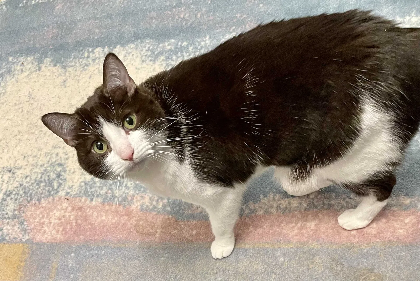 Lost cat in Watchung, NJ, 7069