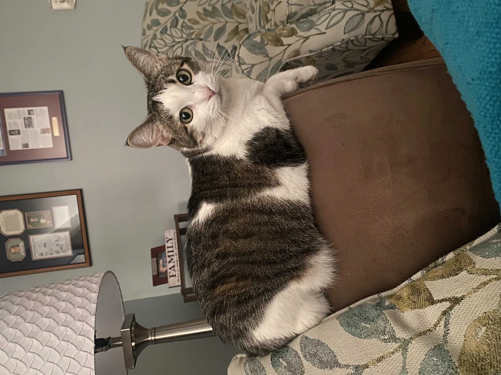 Lost cat in Pine, CO, 80470
