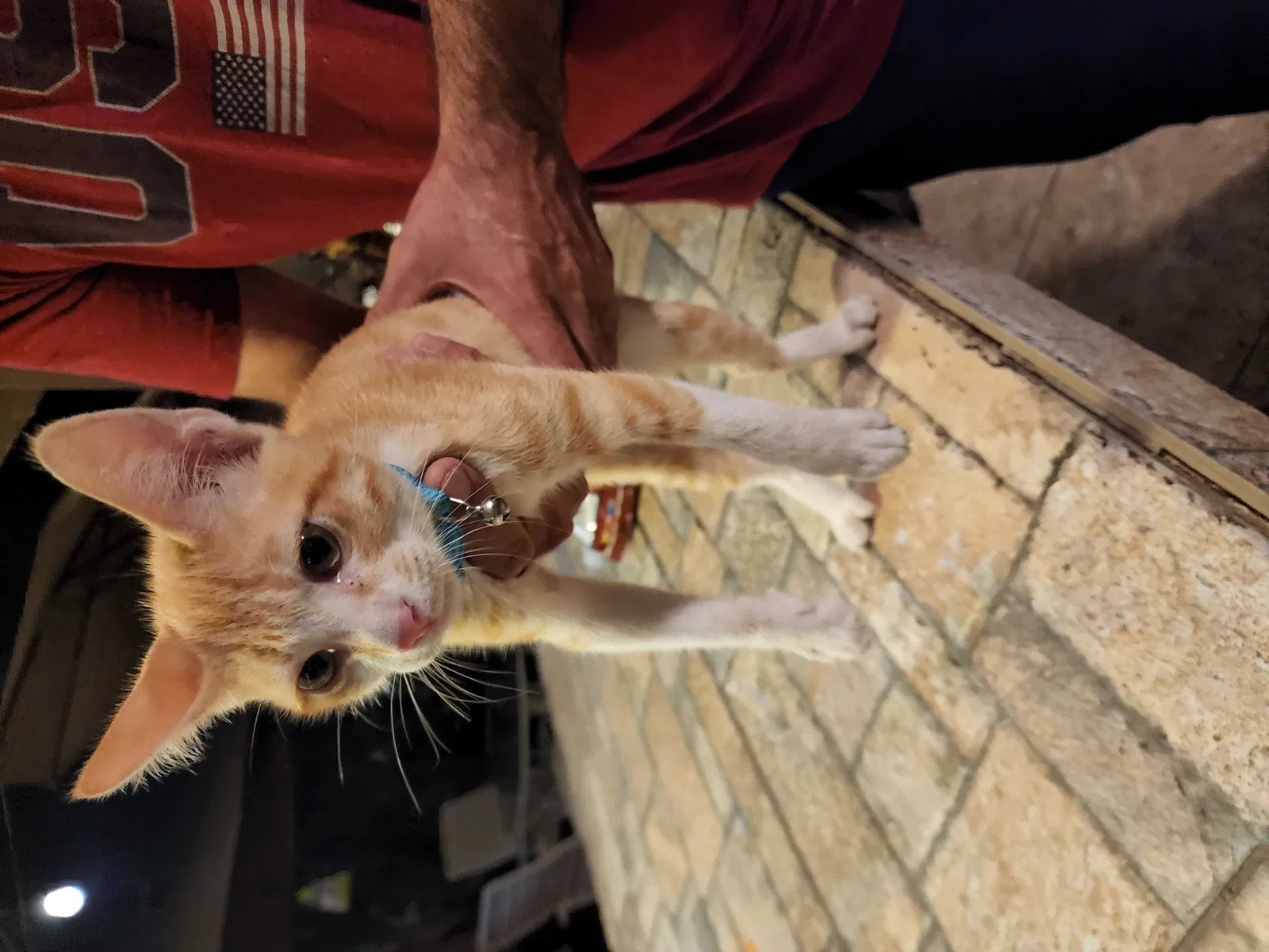 Found cat in National City, CA, 91950