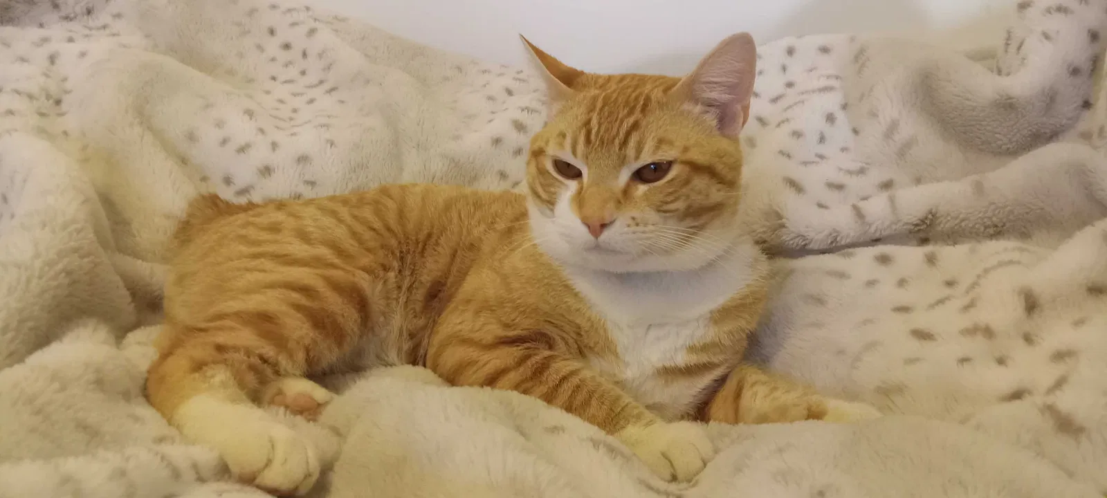 Missing Cat