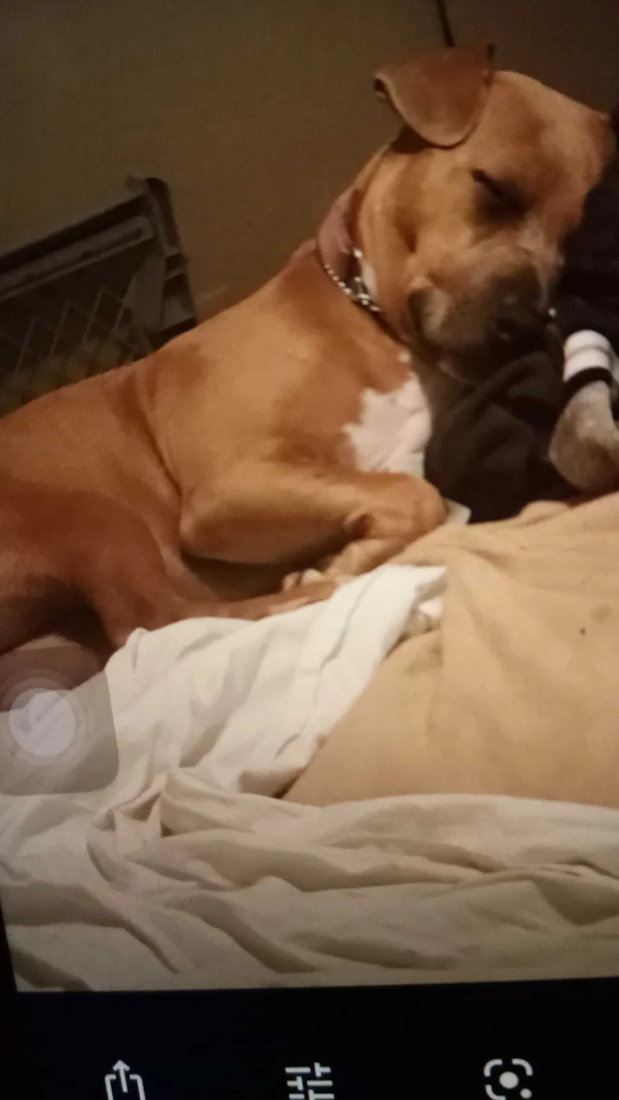 Lost dog in Frederica, DE, 19946