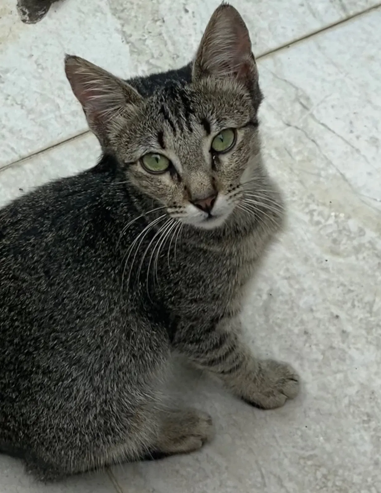 Lost cat in Newhall, CA, 91321