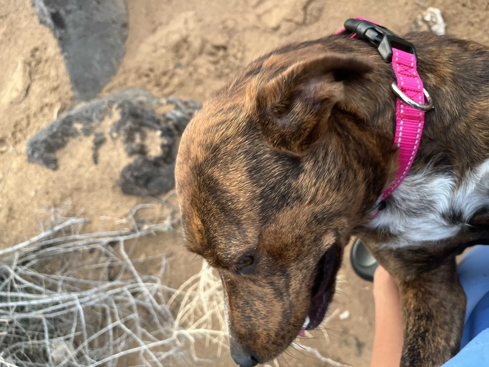 Lost dog in Albuquerque, NM, 87120