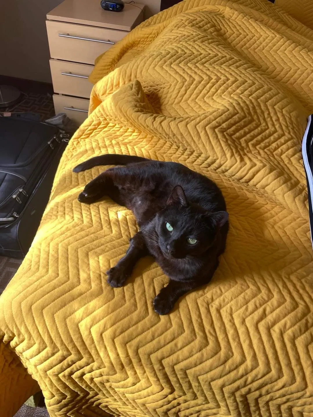 Lost cat in Mc Kees Rocks, PA, 15136