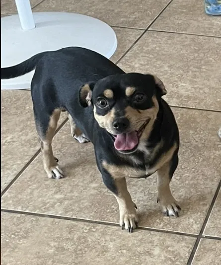 Lost dog in El Paso, TX, 79915