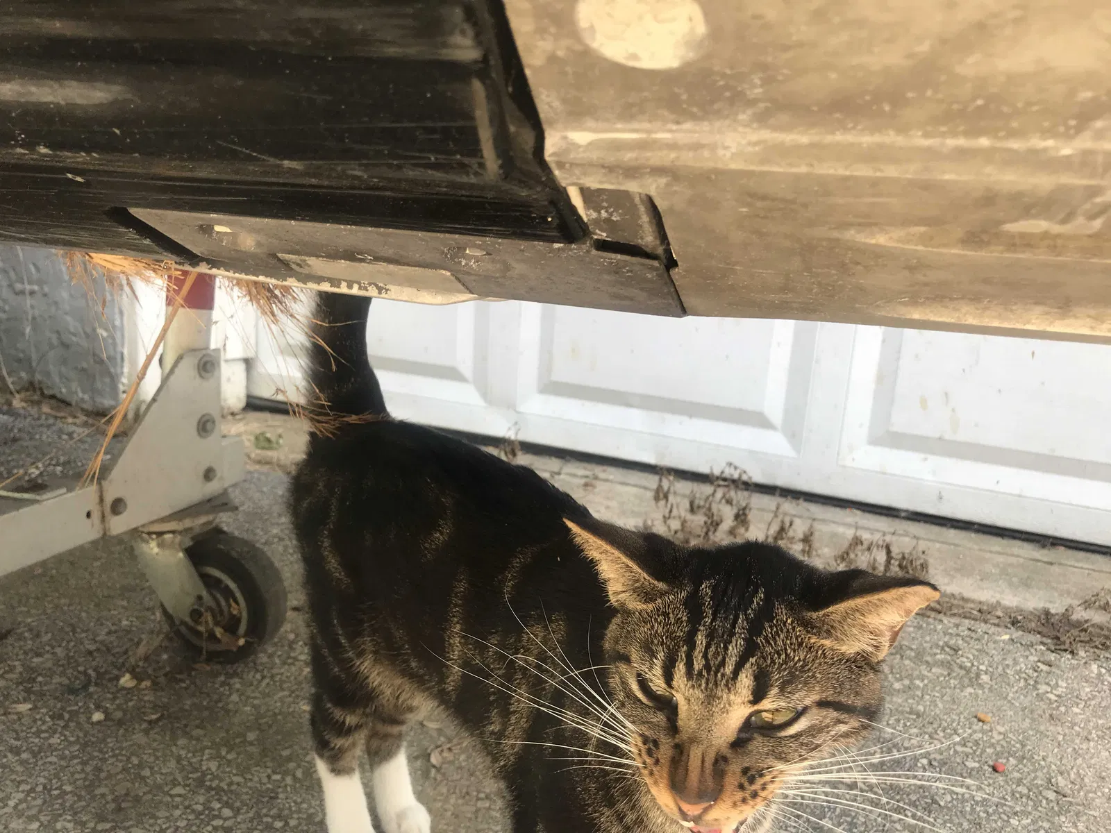 Found cat in Glen Mills, PA, 19342