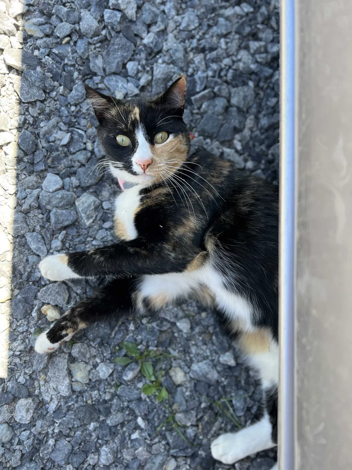 Lost cat in Hillsdale, NY, 12529