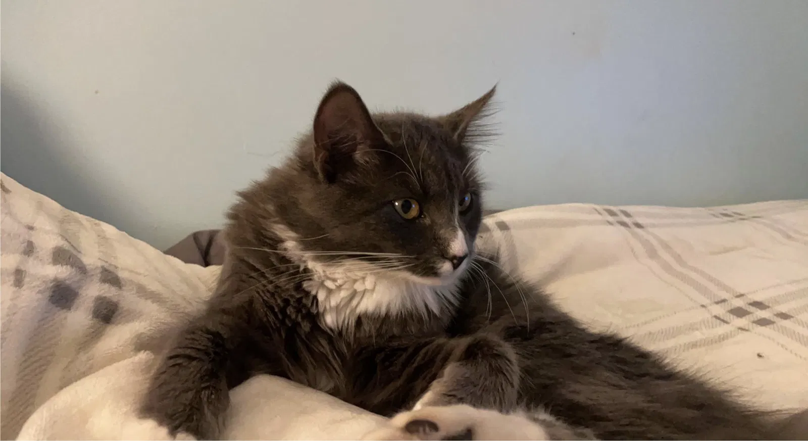Lost cat in Kingston, MA, 2364