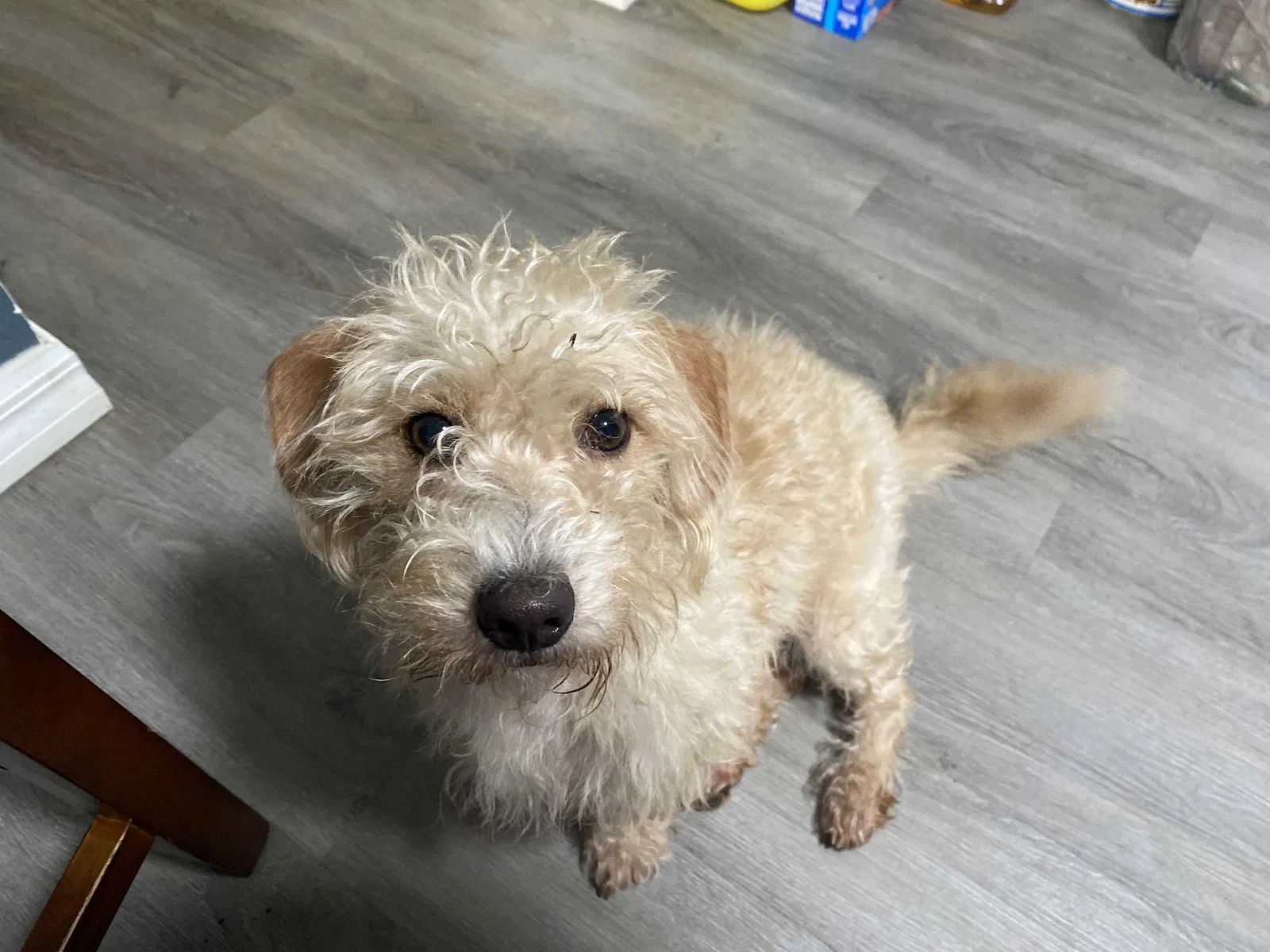 Lost dog in Plant City, FL, 33567
