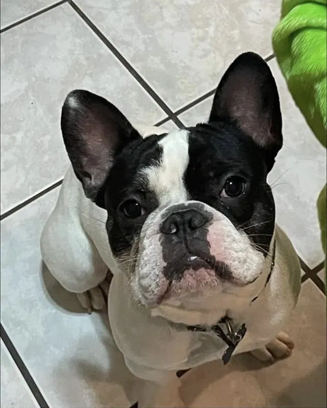 Lost dog in Brownsville, TX, 78521
