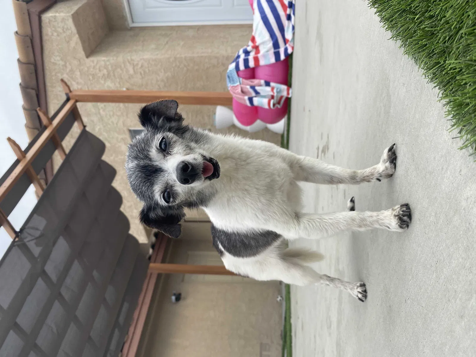 Lost dog in Huntington Beach, CA, 92646