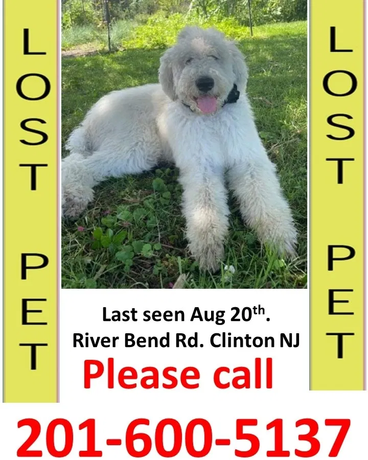 Lost dog in Clinton, NJ, 8809
