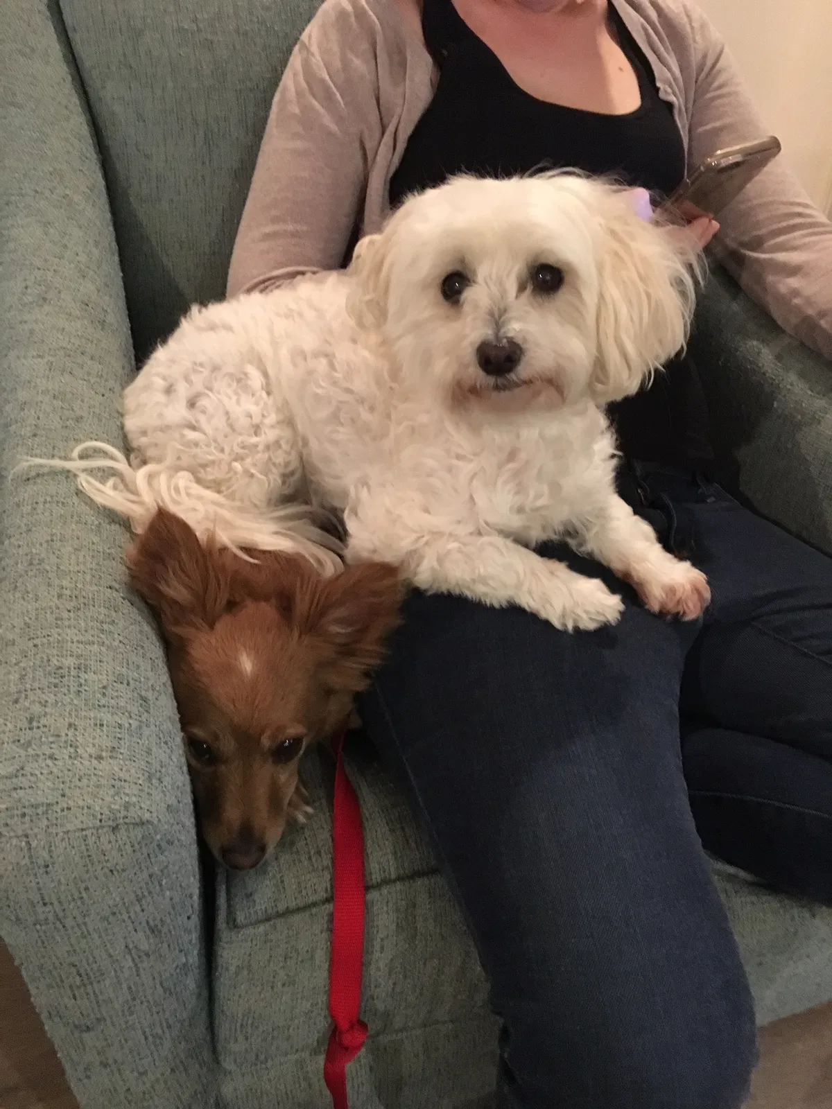 Lost dog in Austin, TX, 78731