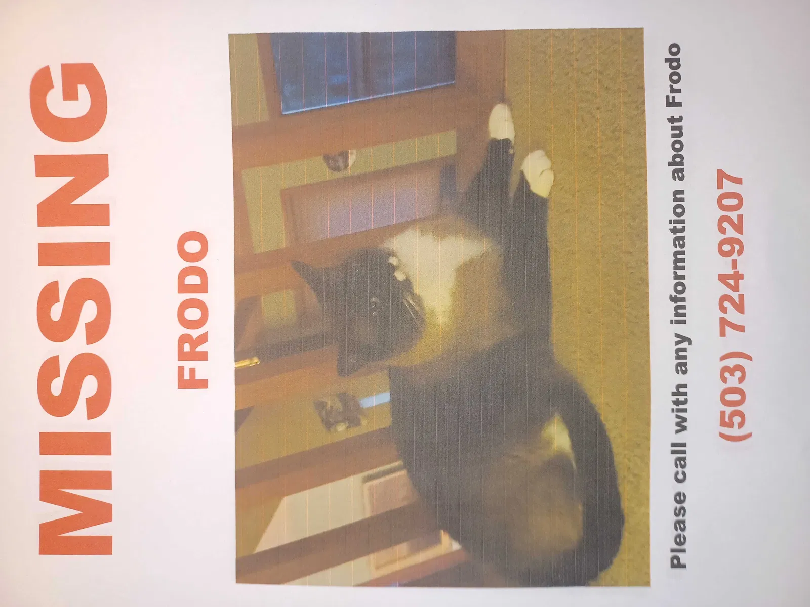 Lost cat in Portland, OR, 97224