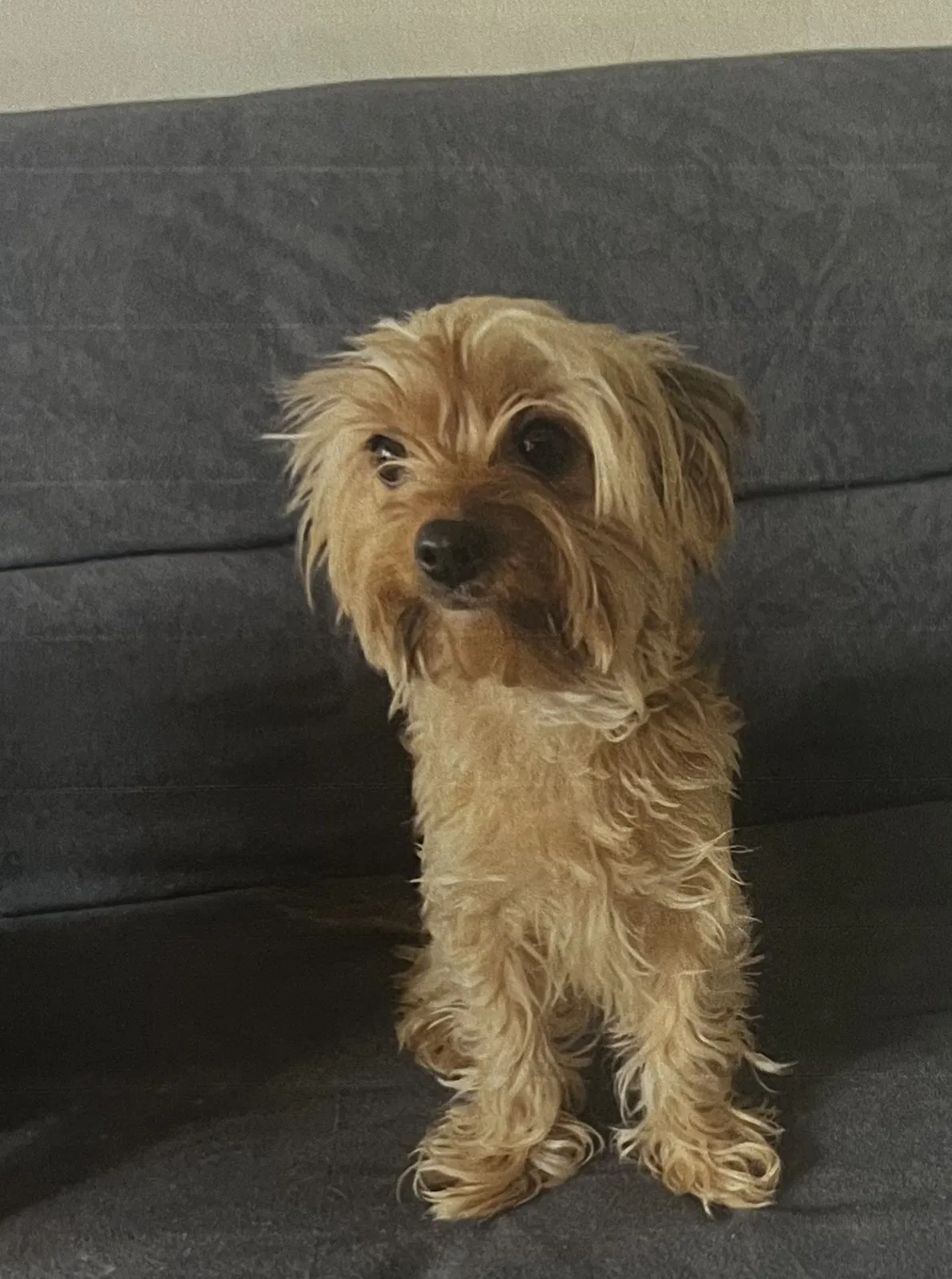 Lost dog in Alexandria, VA, 22304