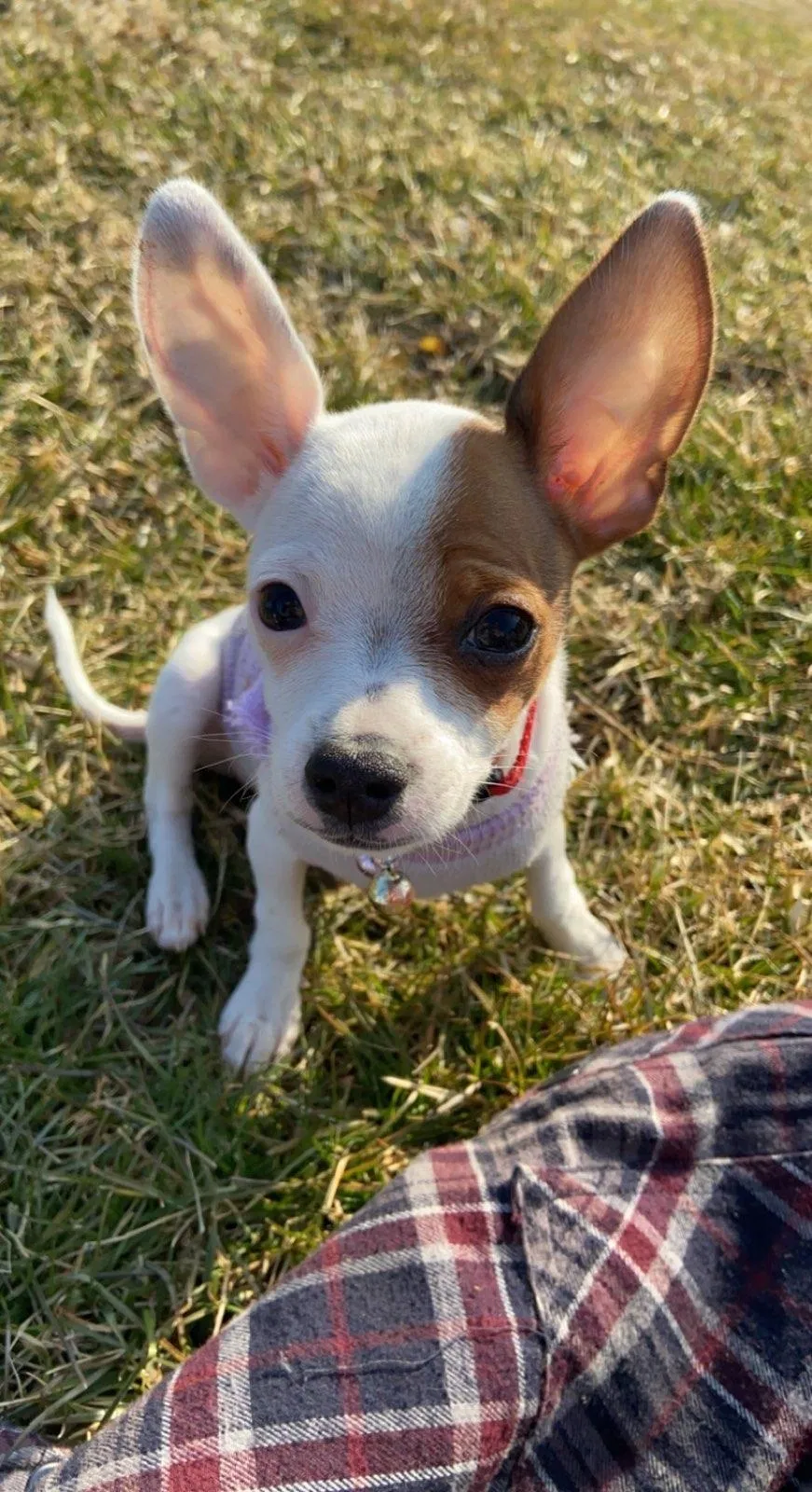 Lost dog in Whiteford, MD, 21160