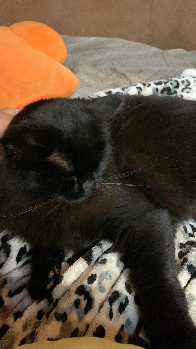 Lost cat in Los Gatos, CA, 95030