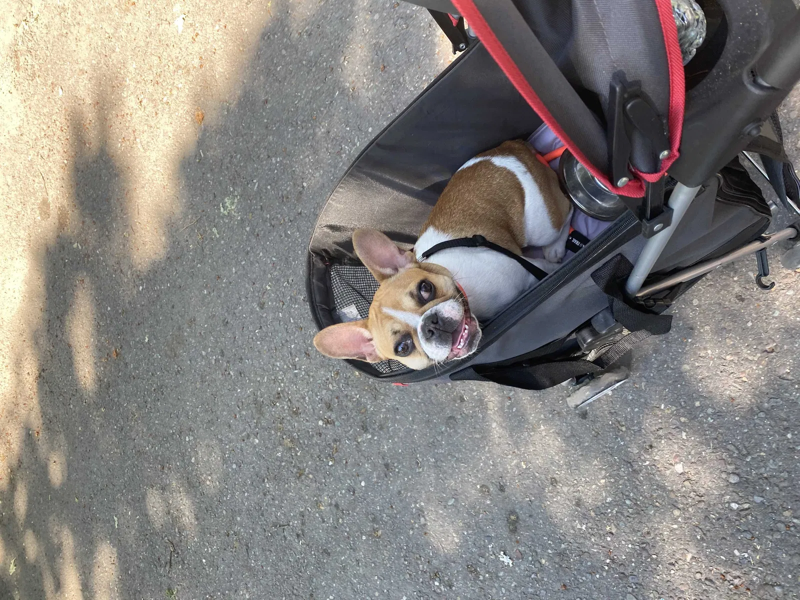 Lost dog in Wyoming, MN, 55092