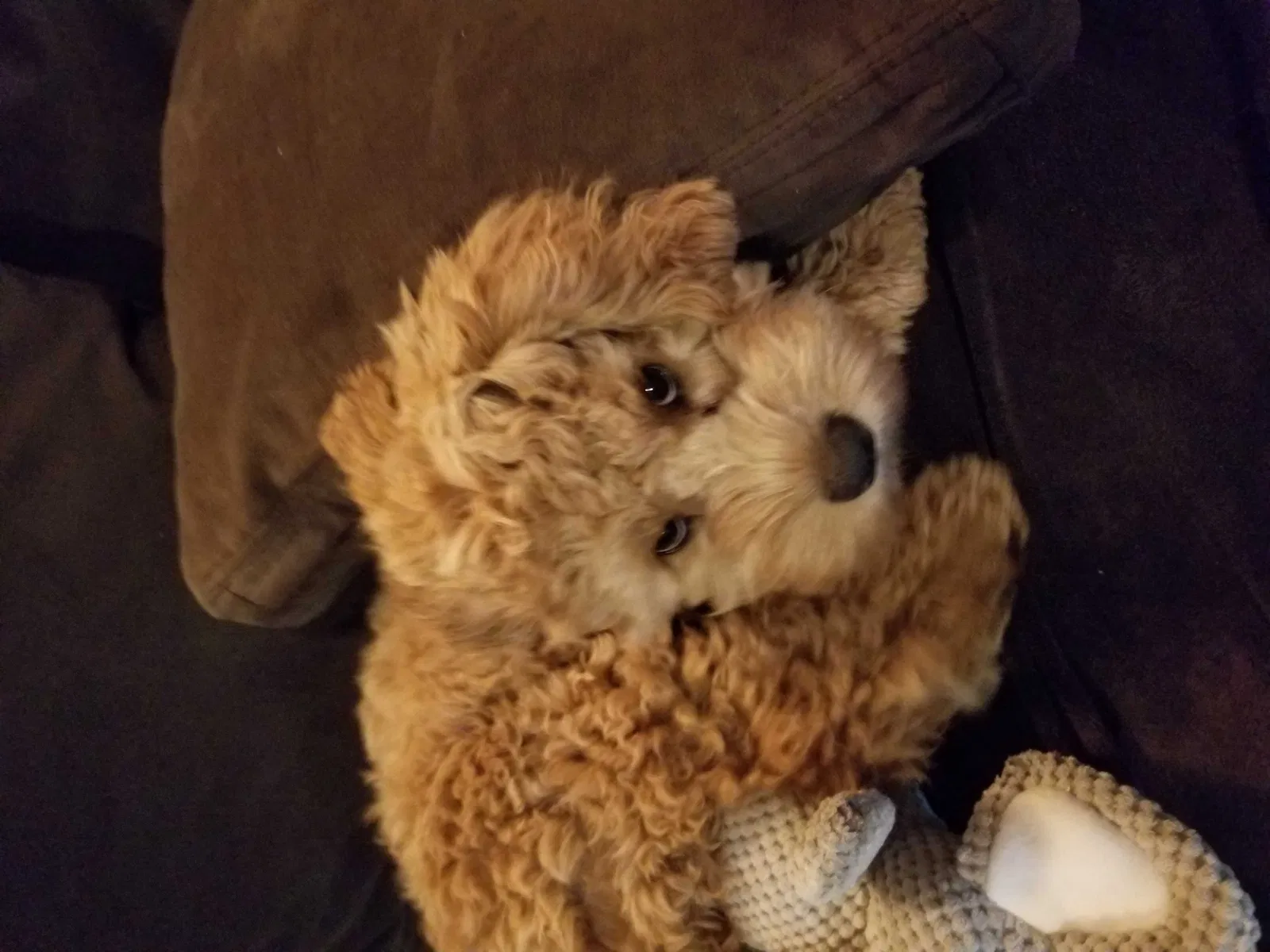 Lost dog in Lake Forest, IL, 60045