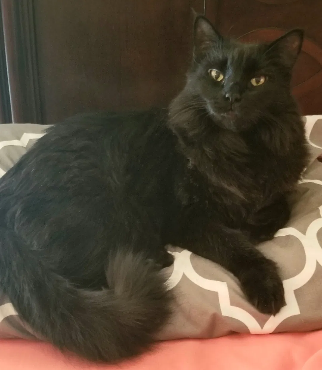 Lost cat in Chandler, AZ, 85225