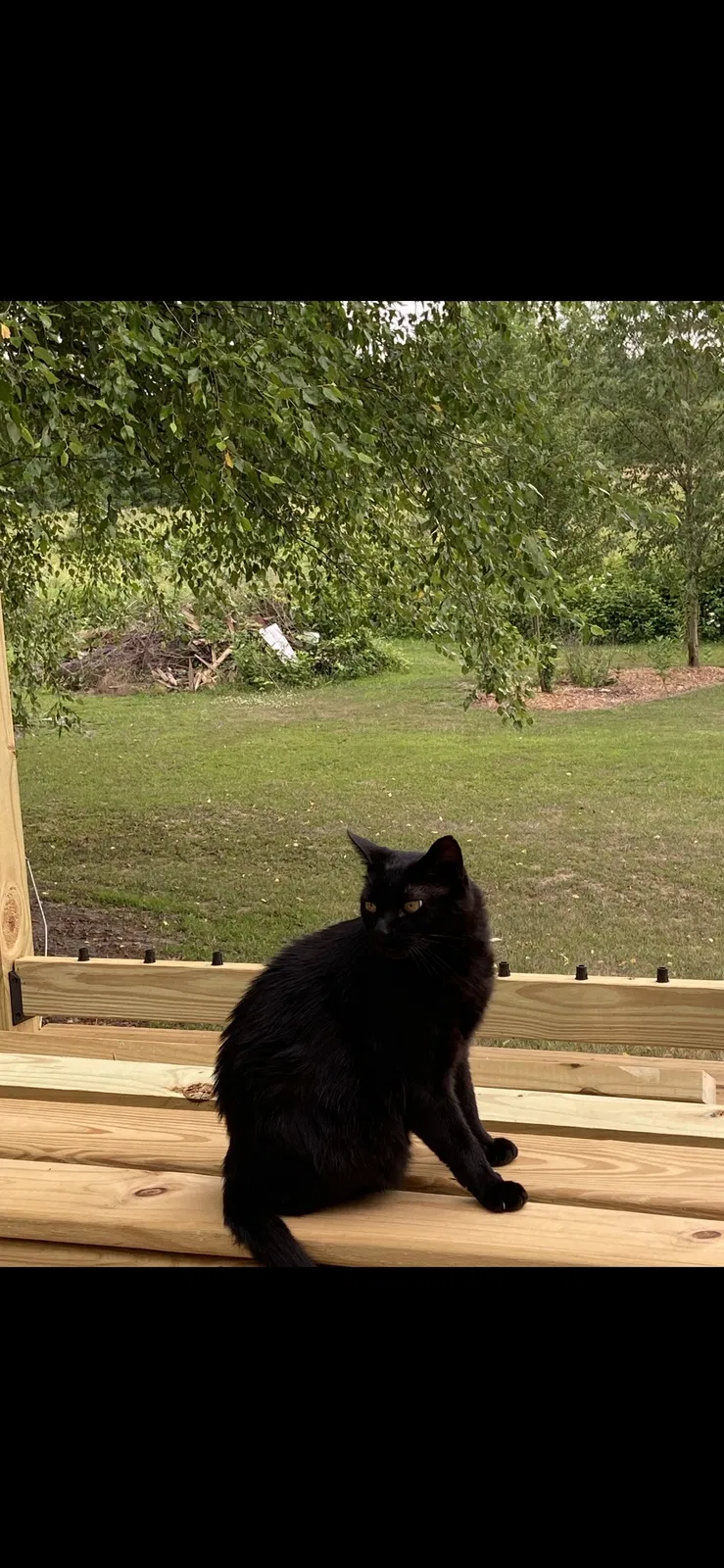 Lost cat in Swanton, OH, 43558