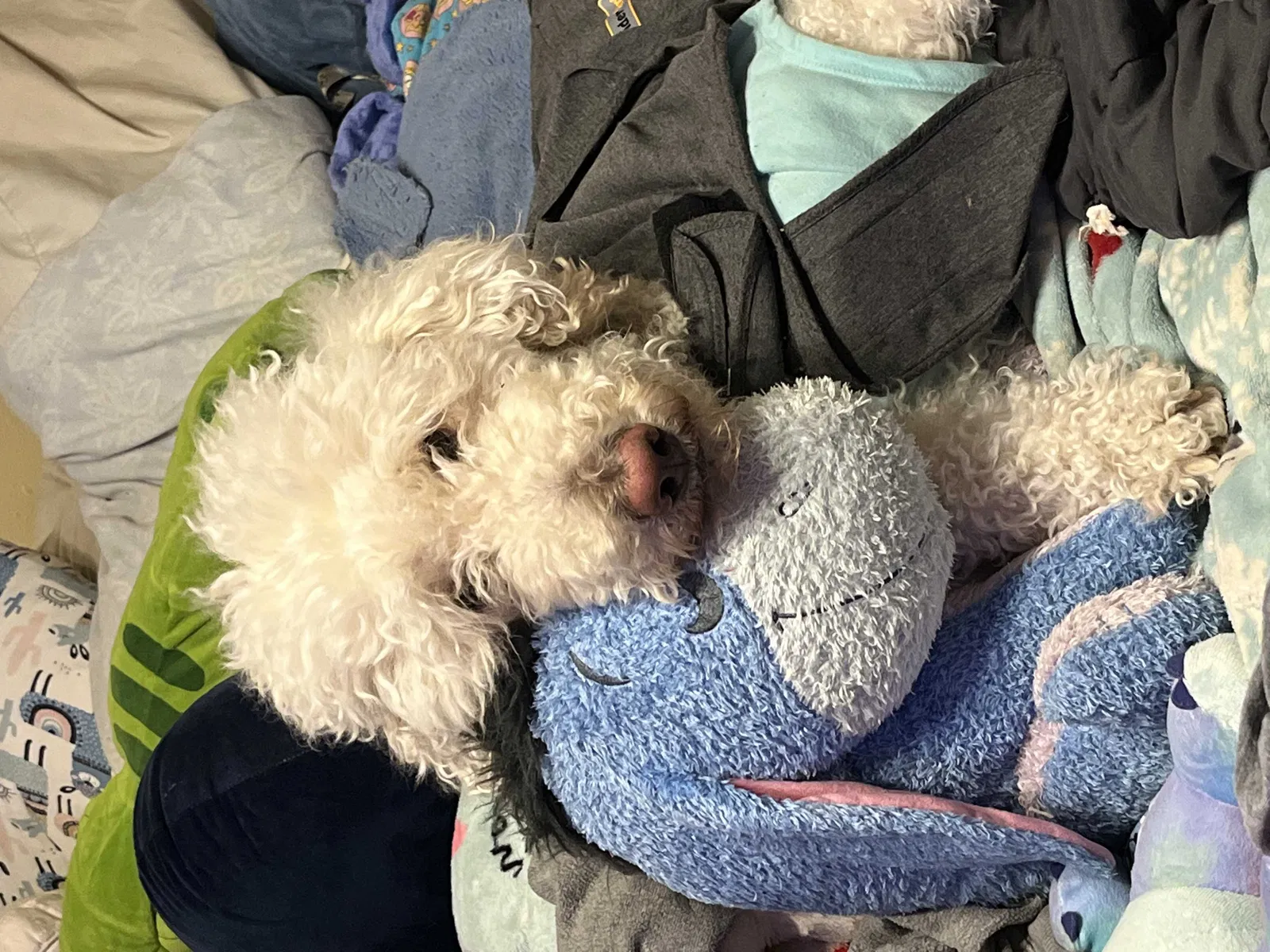 Lost dog in Carmel, IN, 46032