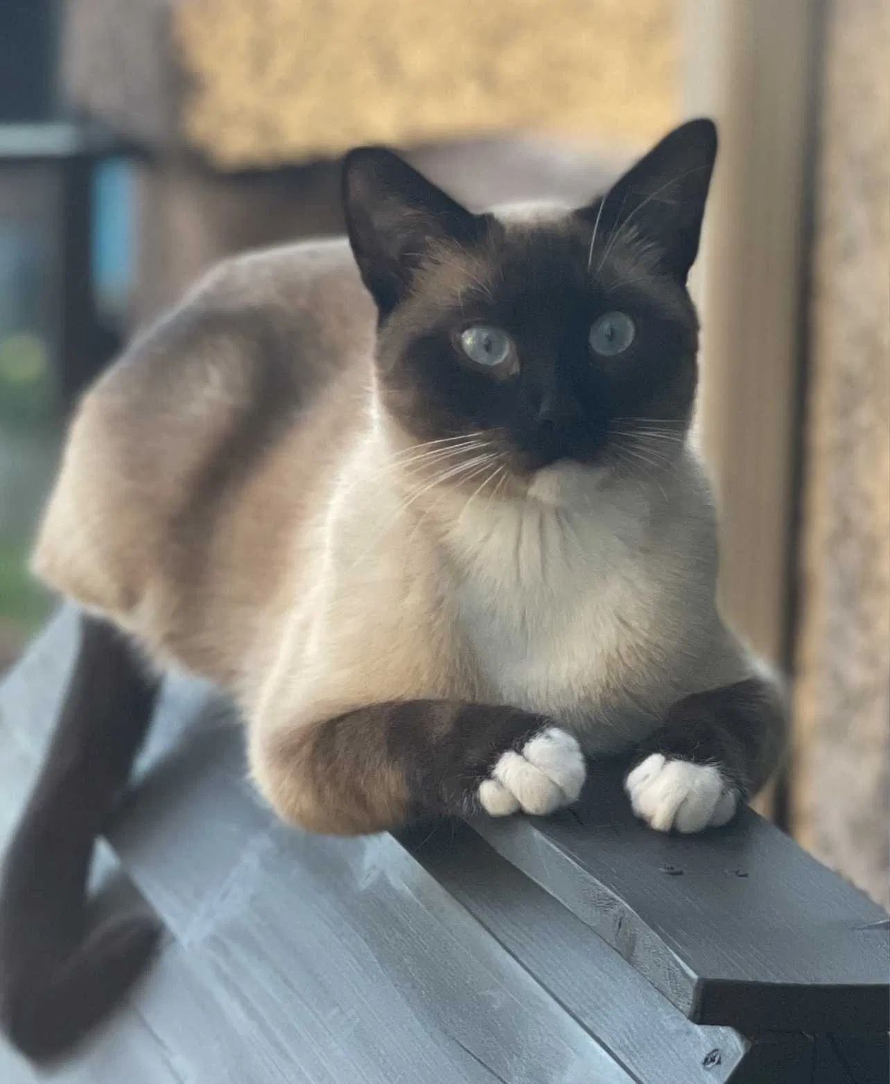 Lost cat in Colorado Springs, CO, 80921