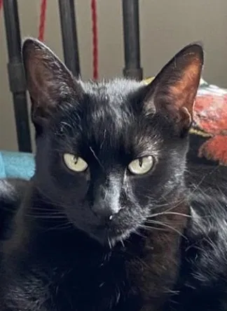 Lost cat in Lake Zurich, IL, 60047