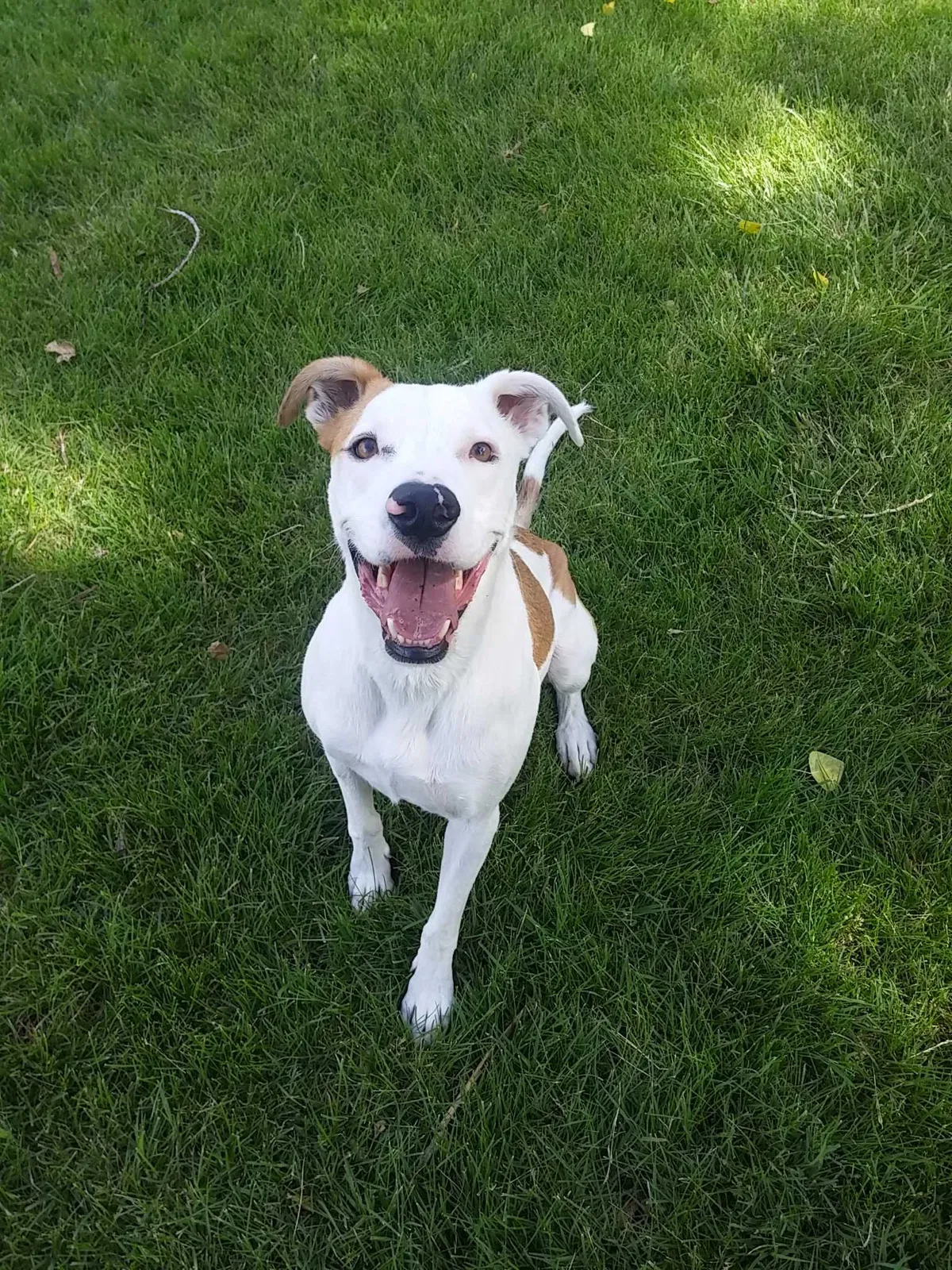 Lost dog in Ogden, UT, 84401