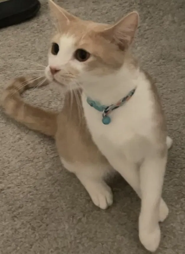 Lost cat in Antelope, CA, 95843