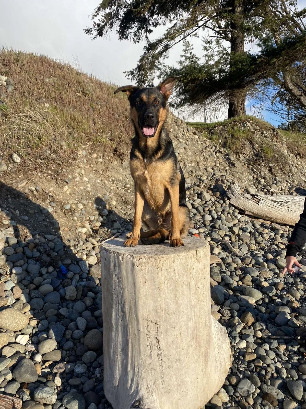 Lost dog in Lakewood, WA, 98499