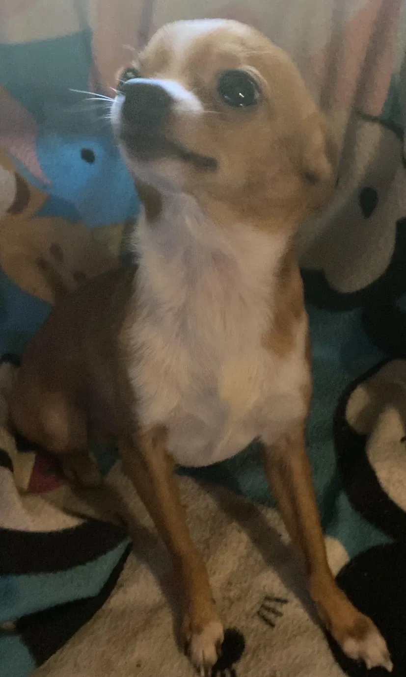 Lost dog in Gainesville, FL, 32641