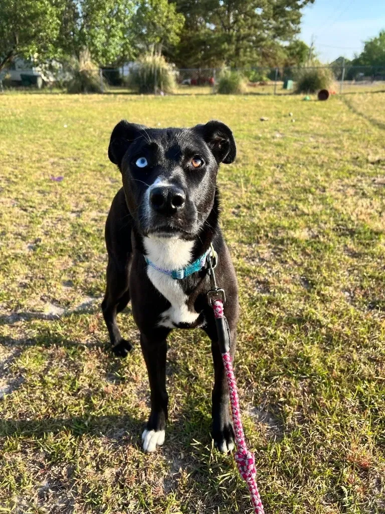 Lost dog in Aberdeen, NC, 28315