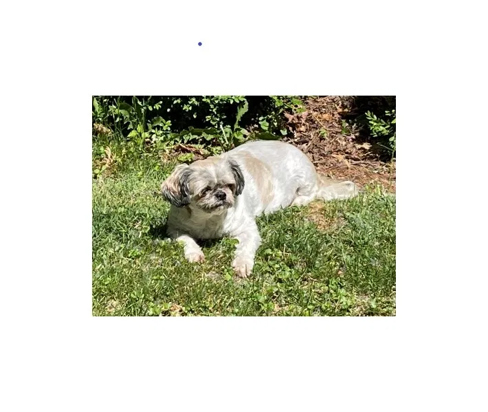 Lost dog in Kokomo, IN, 46902