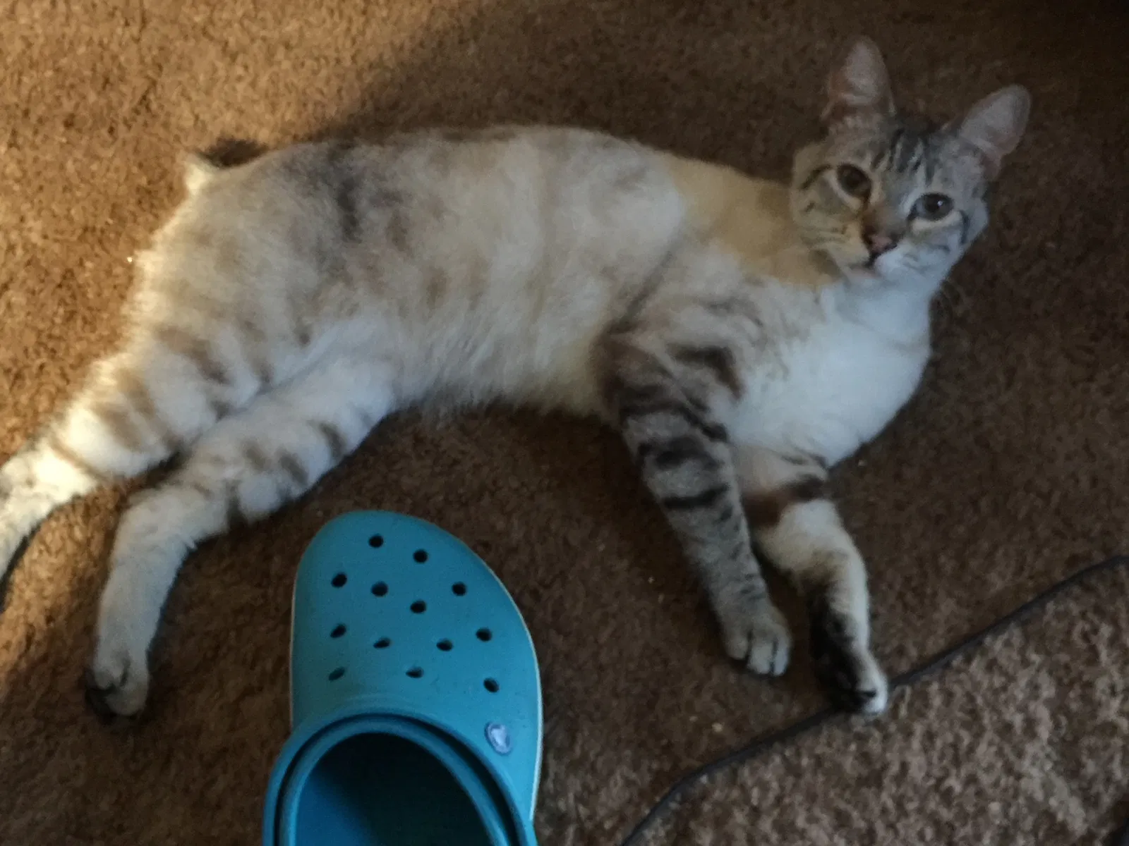 Lost cat in Estacada, OR, 97023