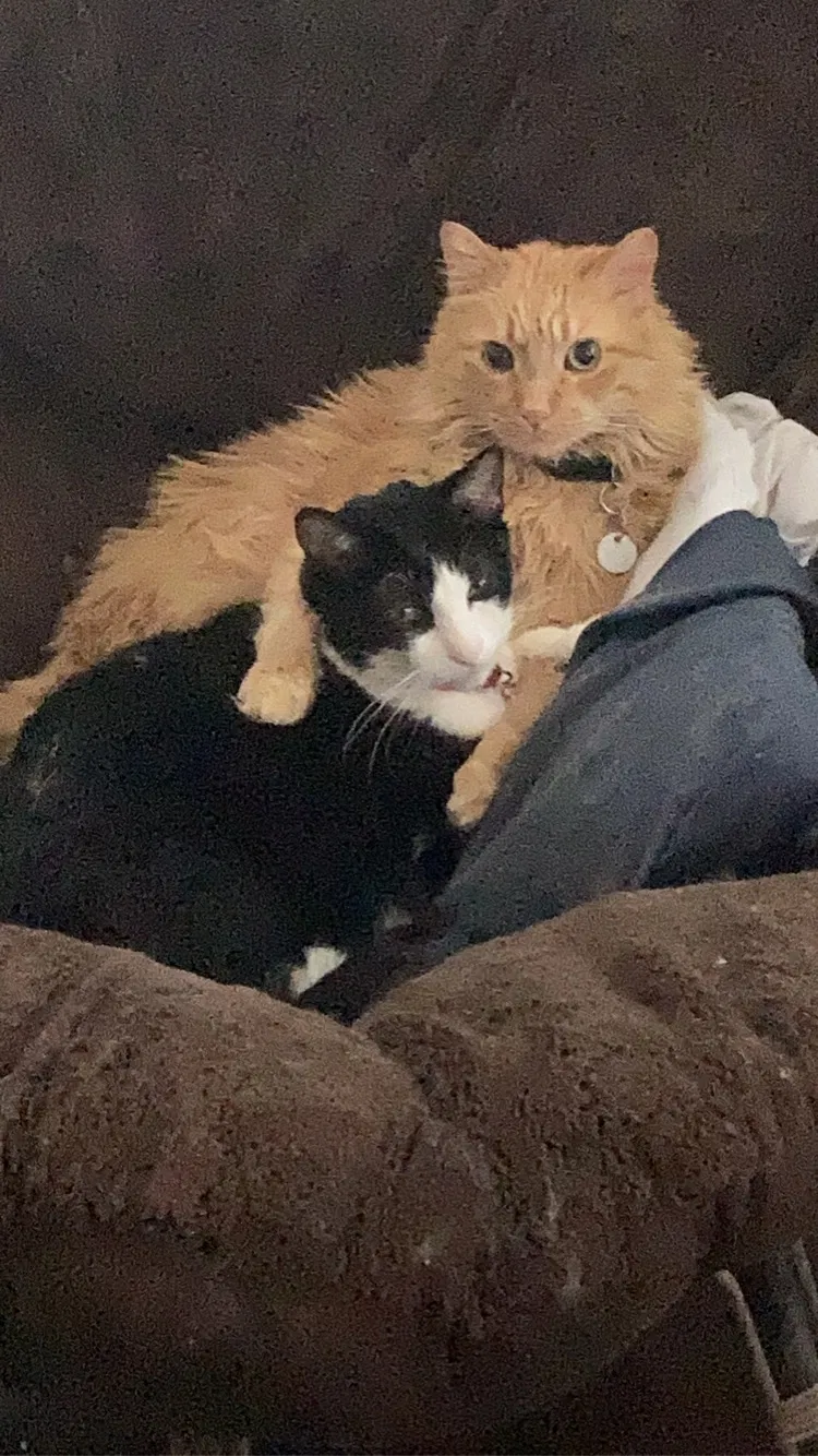 Lost cat in Denver, CO, 80233