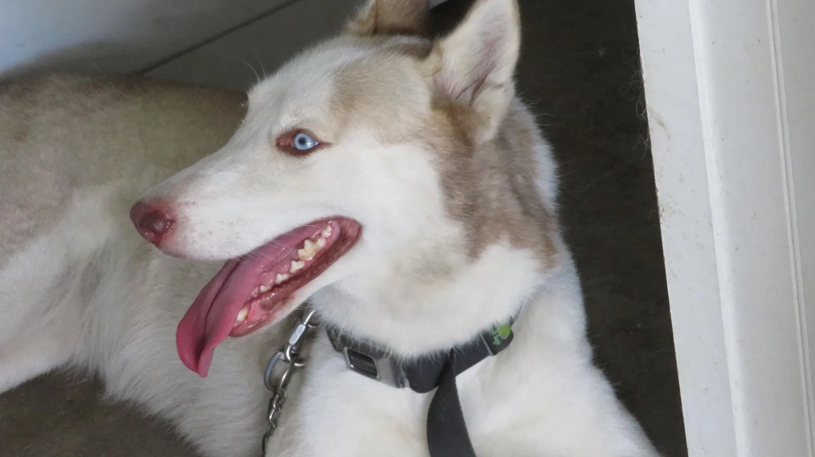 Lost dog in Lehigh Acres, FL, 33936